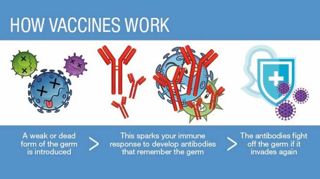 how vaccines work